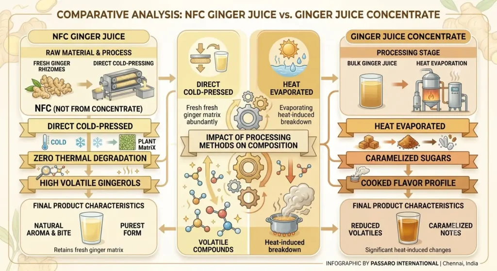 Infographic comparing cold-pressed NFC ginger juice wholesale against heat-evaporated ginger juice concentrate, showing thermal degradation, gingerol retention, and flavor profiles.