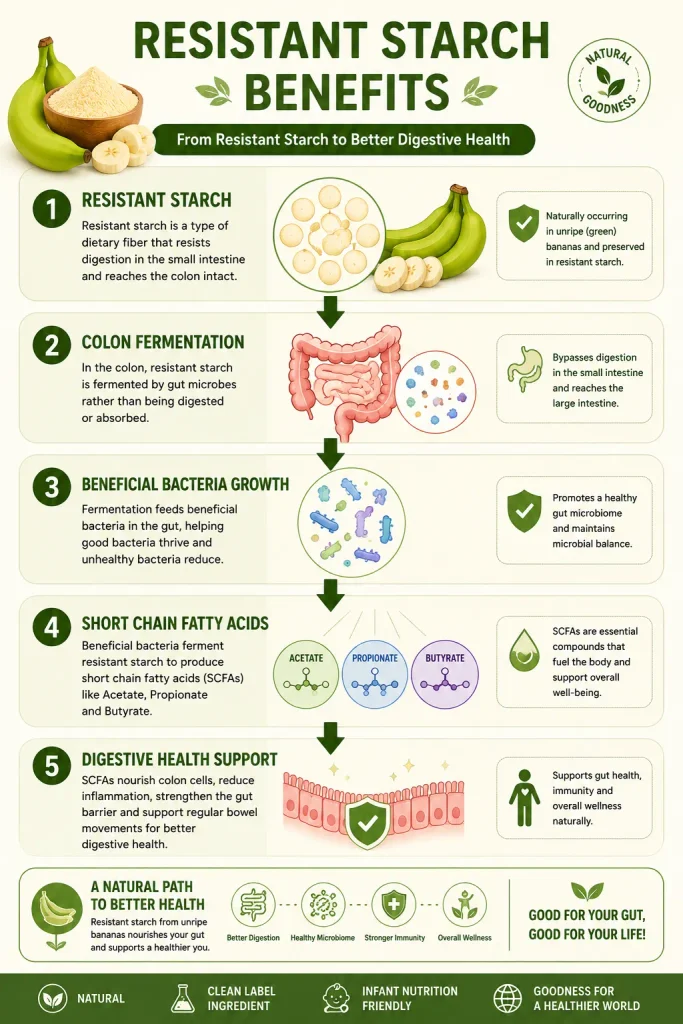 Resistant starch benefits infographic showing how resistant starch from green banana powder reaches the colon, undergoes fermentation, promotes beneficial bacteria growth, produces short-chain fatty acids, and supports digestive health.